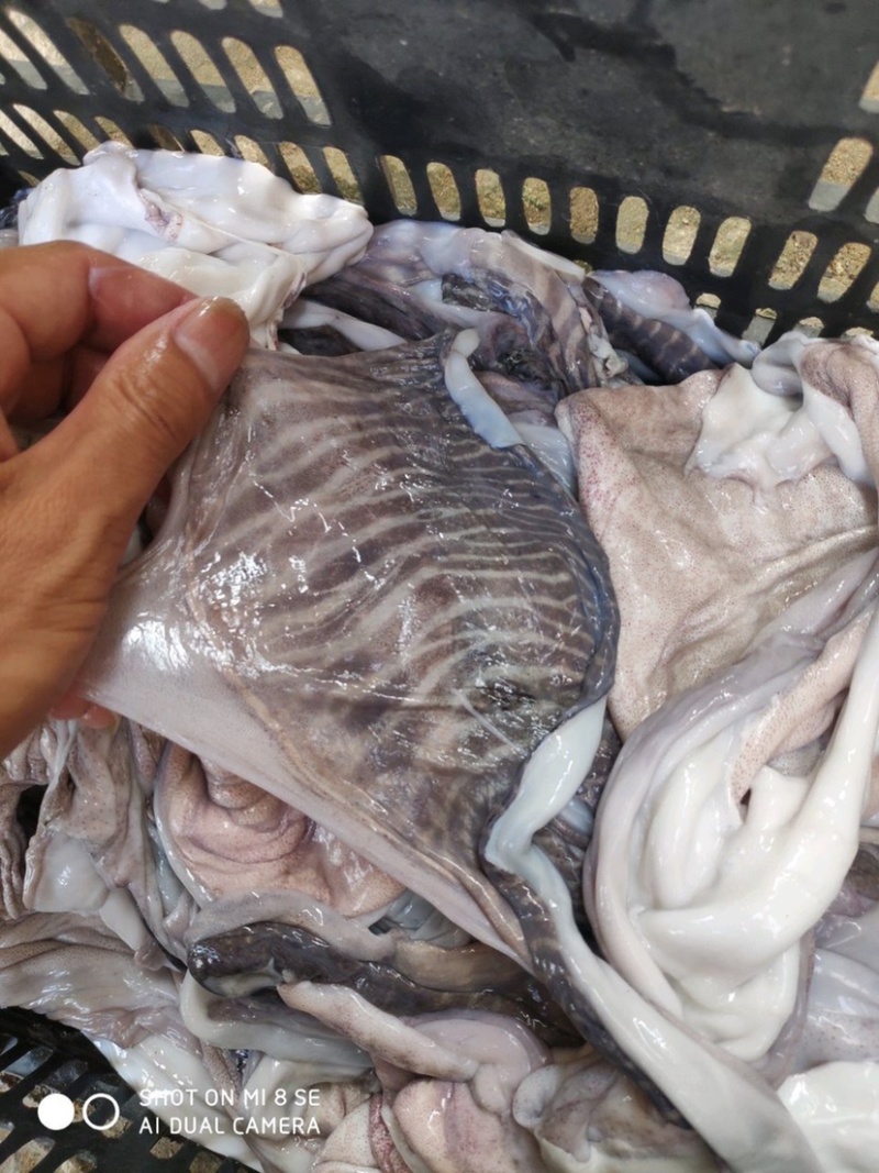 脆口墨鱼皮大墨鱼皮批发货源稳定品质保证**