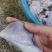 脆口墨鱼皮大墨鱼皮批发货源稳定品质保证**