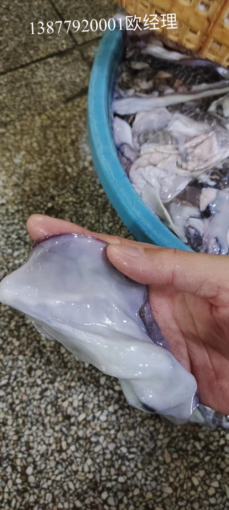 脆口墨鱼皮大墨鱼皮批发货源稳定品质保证**