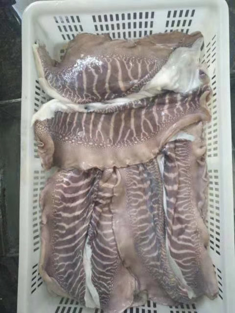 脆口墨鱼皮大墨鱼皮批发货源稳定品质保证**