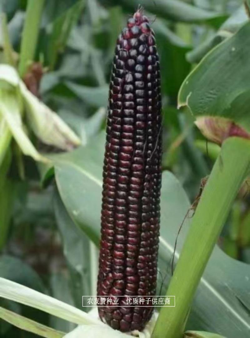 斯达糯44号鲜食糯玉米种子基地专用黑糯玉米种子营养丰富