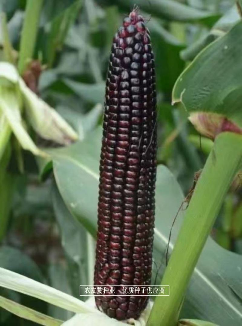 斯达糯44号鲜食糯玉米种子基地专用黑糯玉米种子营养丰富