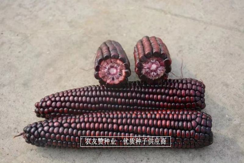 斯达糯44号鲜食糯玉米种子基地专用黑糯玉米种子营养丰富
