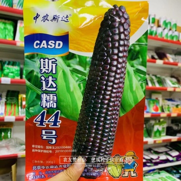斯达糯44号鲜食糯玉米种子基地专用黑糯玉米种子营养丰富