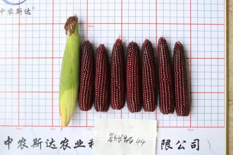 斯达糯44号鲜食糯玉米种子基地专用黑糯玉米种子营养丰富
