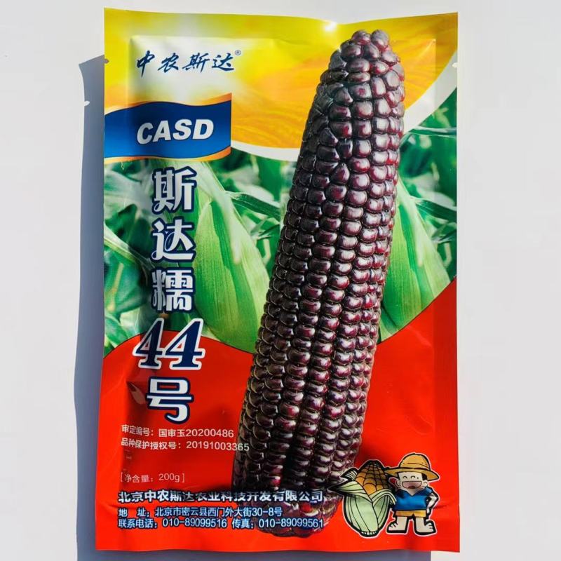 斯达糯44号鲜食糯玉米种子基地专用黑糯玉米种子营养丰富