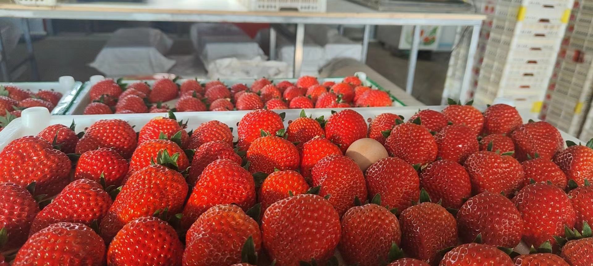 红玛俐果实特写