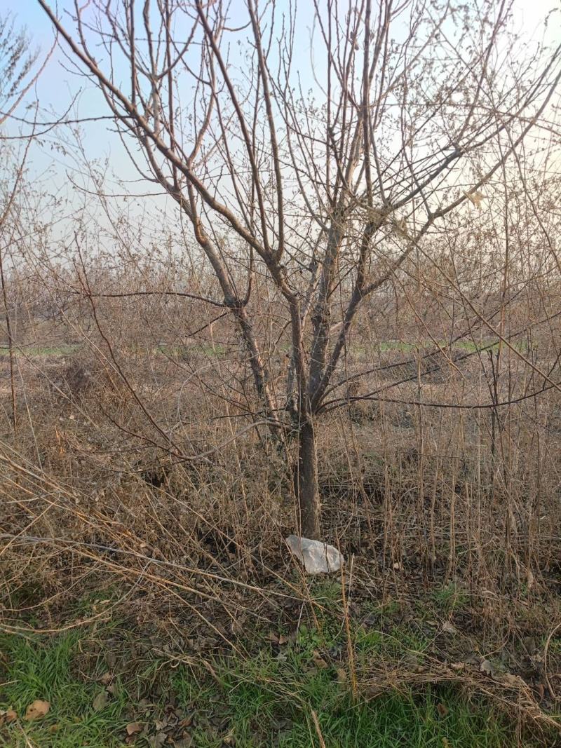 杏树，产地直供3～20公分杏树