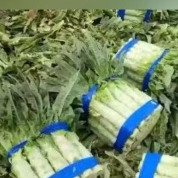 莴笋绿叶尖叶红尖叶圆叶莴笋三清莴笋各种红叶莴笋莴笋杆子