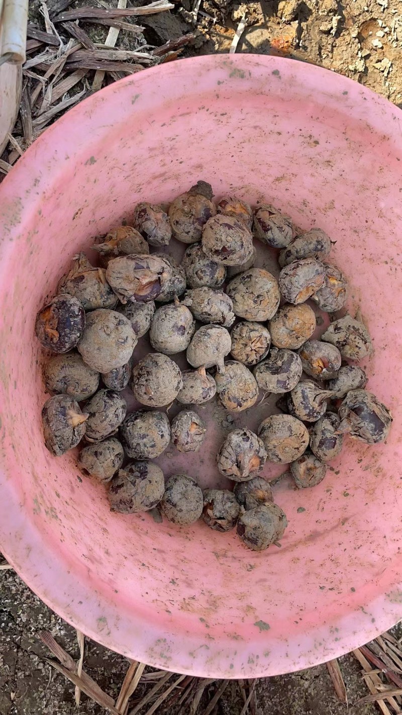 产地直批马蹄，无套路！长期合作诚信为本！