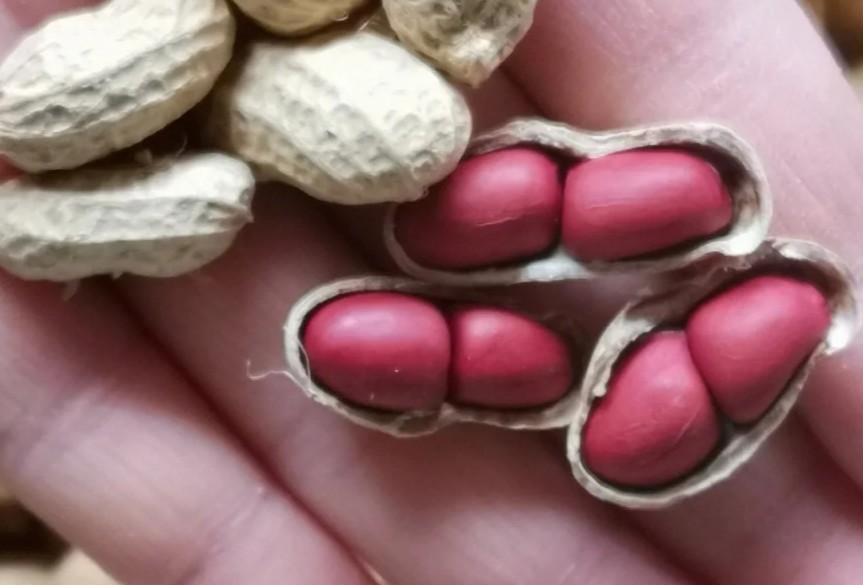 花生特写图：饱满带红衣的完整带壳花生与去壳熟花生仁并置，背景为木质砧板与浅绿色亚麻布，自然柔光下呈现红褐色种皮光泽与淡黄色子叶纹理