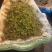 连翘种子产地直销发芽率高货量稳定量大详谈价格更优