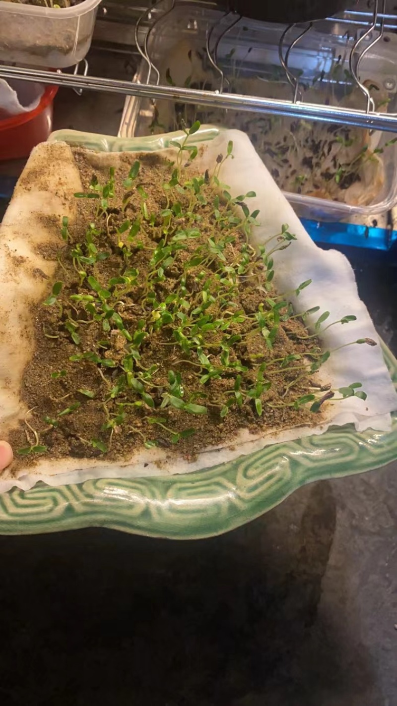 连翘种子产地直销发芽率高货量稳定量大详谈价格更优