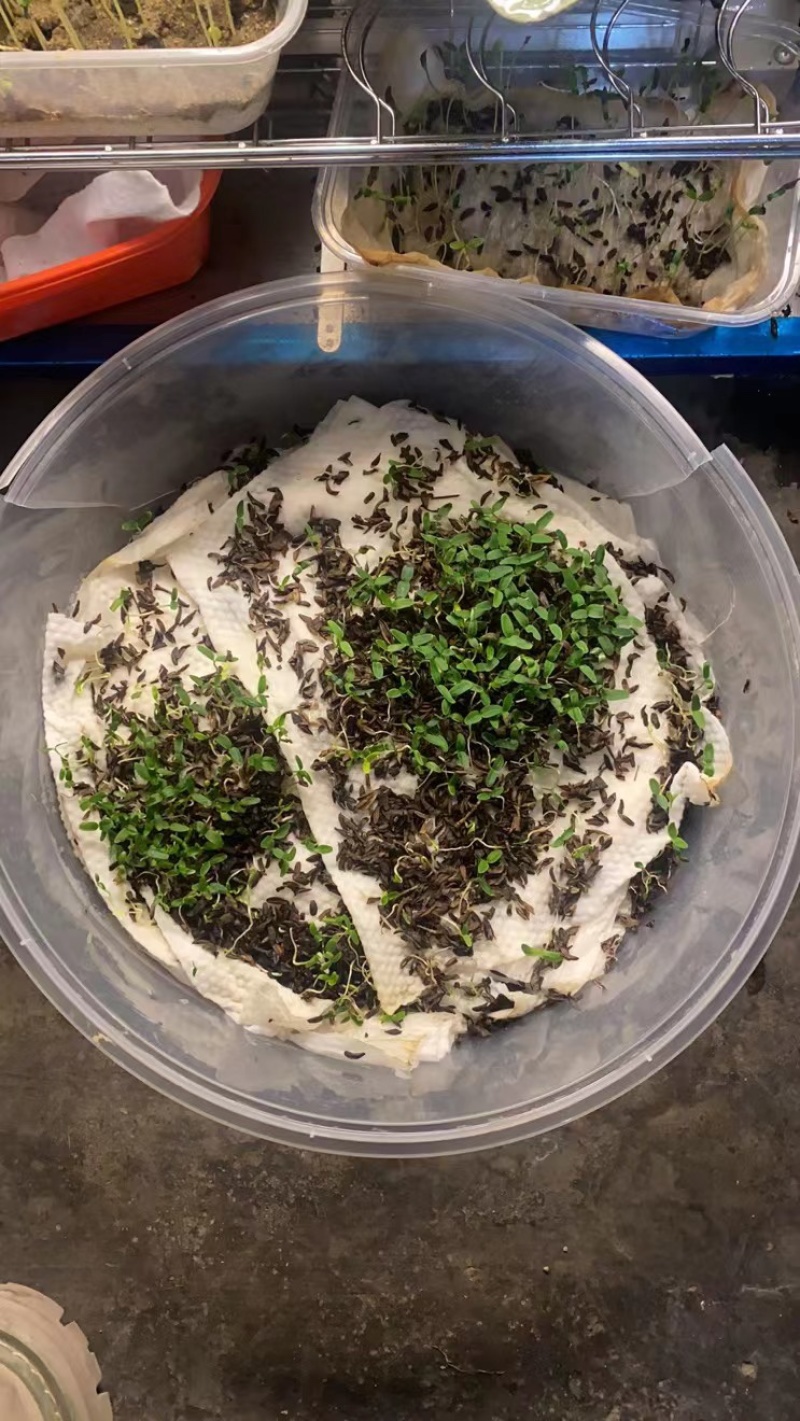 连翘种子产地直销发芽率高货量稳定量大详谈价格更优