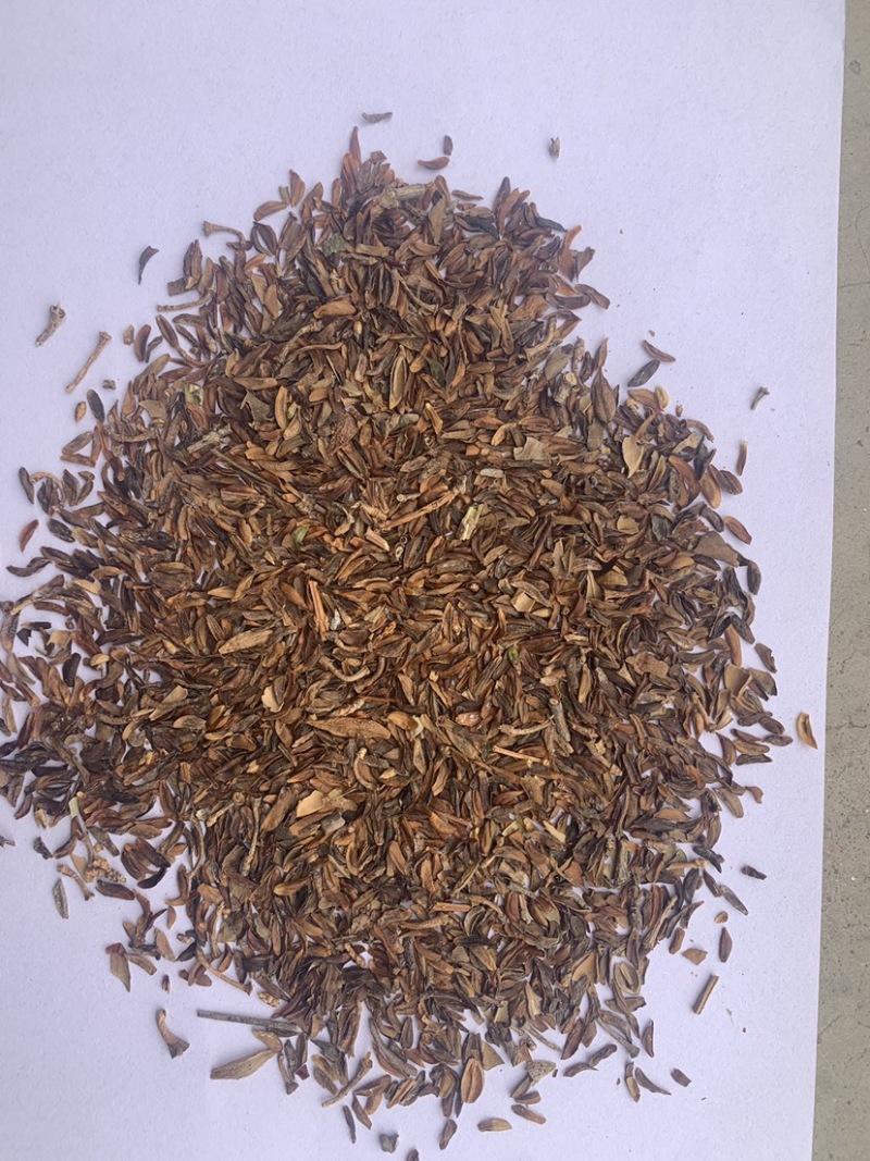 连翘种子产地直销发芽率高货量稳定量大详谈价格更优