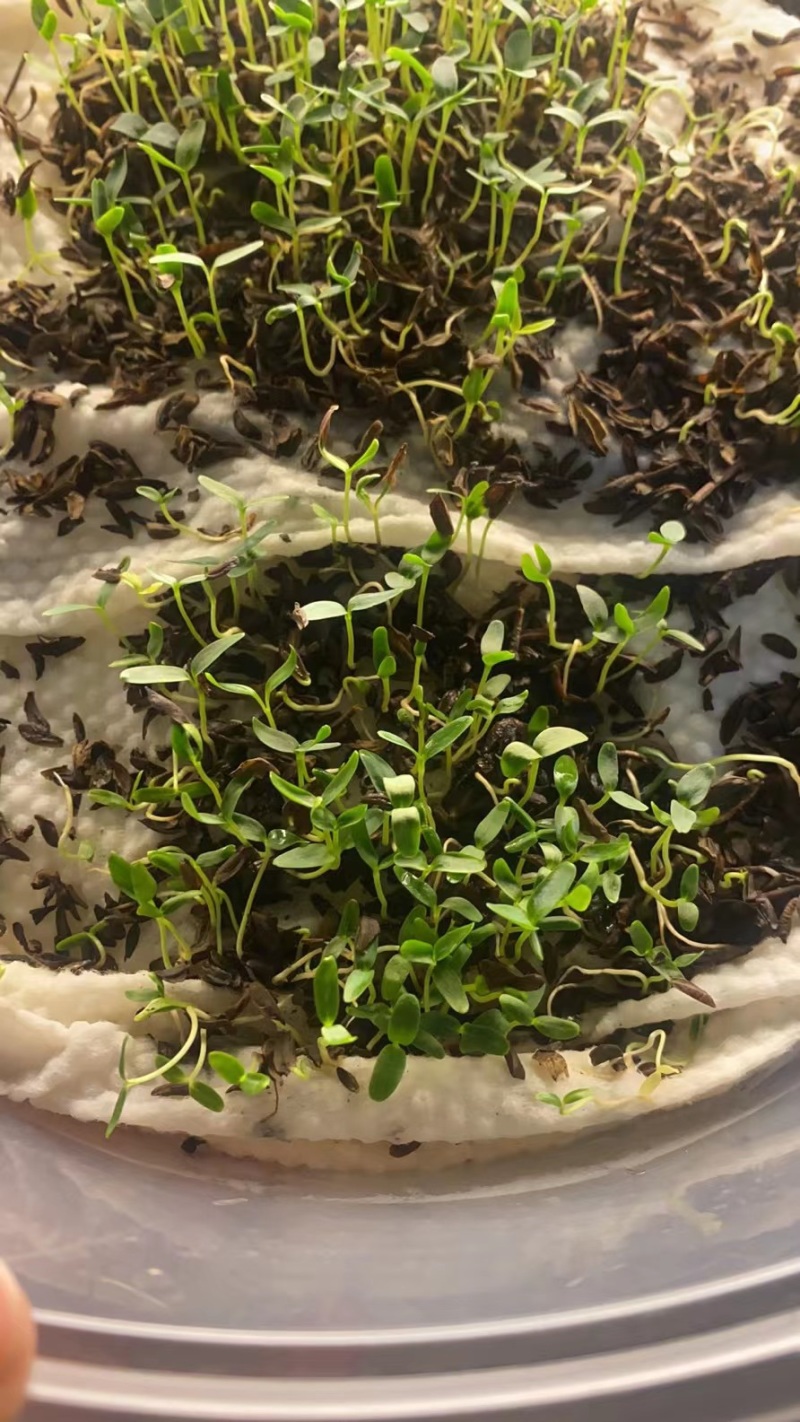 连翘种子产地直销发芽率高货量稳定量大详谈价格更优