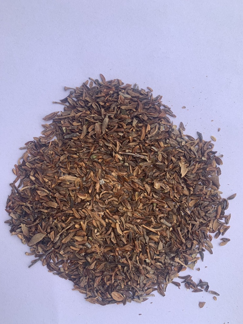 连翘种子产地直销发芽率高货量稳定量大详谈价格更优