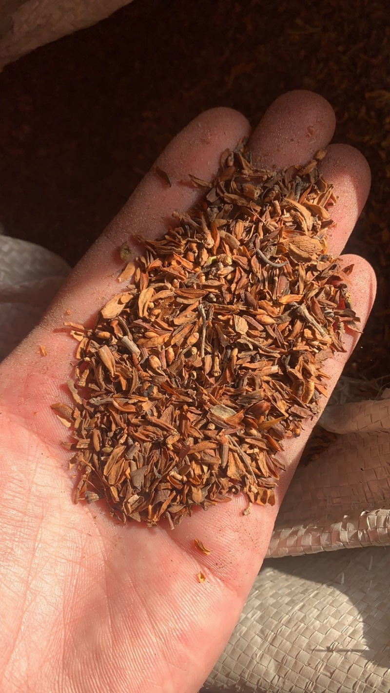 连翘种子产地直销发芽率高货量稳定量大详谈价格更优