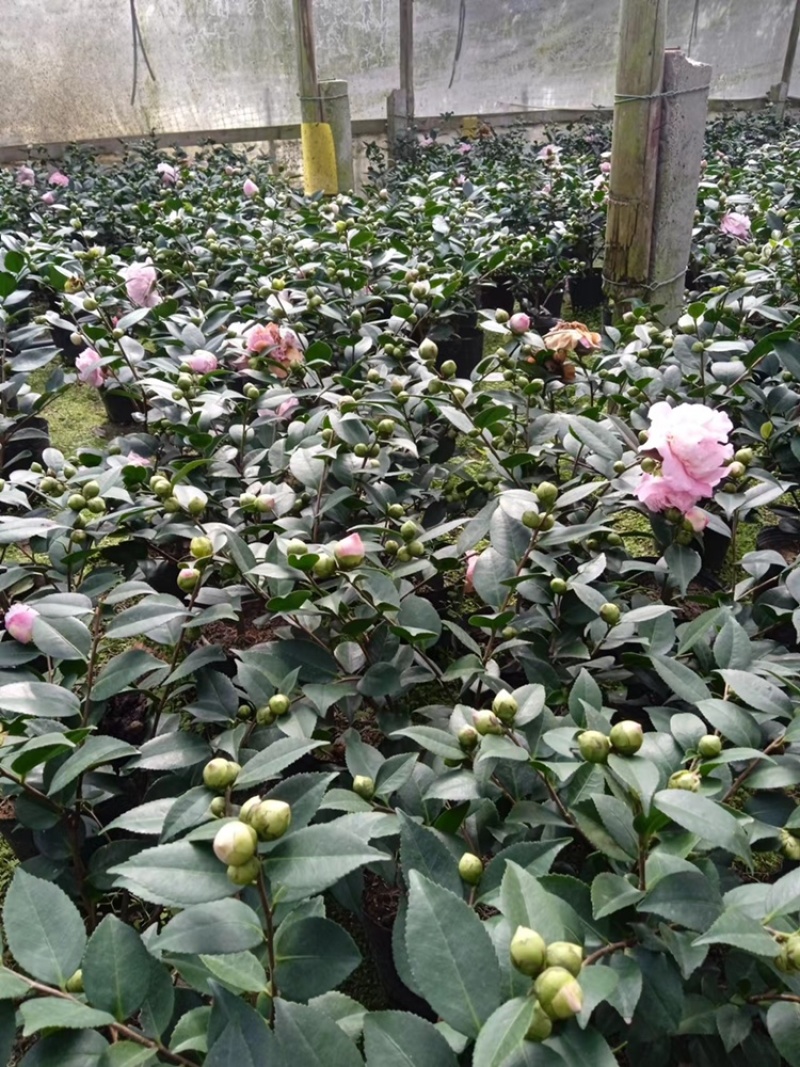 香茶带苞