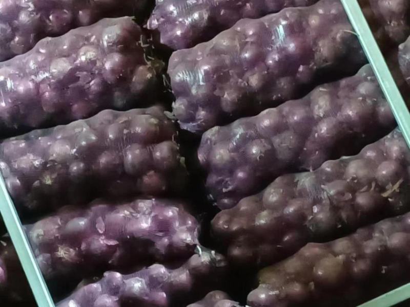 紫皮洋葱大量供应视频看货规格齐全品质保证