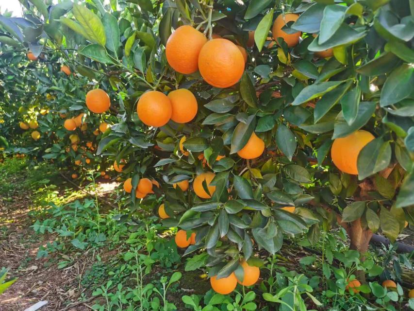 展示一颗成熟冰糖橙的果实,果皮金黄,果肉晶莹剔透 冰糖橙果实特写