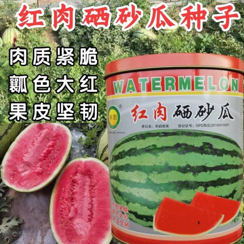 硒砂西瓜种子大果大红瓤超金城五号宁夏沙漠大西瓜石头瓜种子