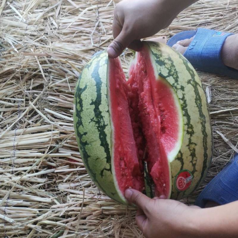 硒砂西瓜种子大果大红瓤超金城五号宁夏沙漠大西瓜石头瓜种子