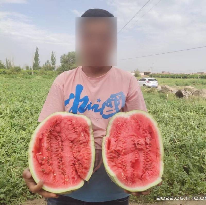硒砂西瓜种子大果大红瓤超金城五号宁夏沙漠大西瓜石头瓜种子