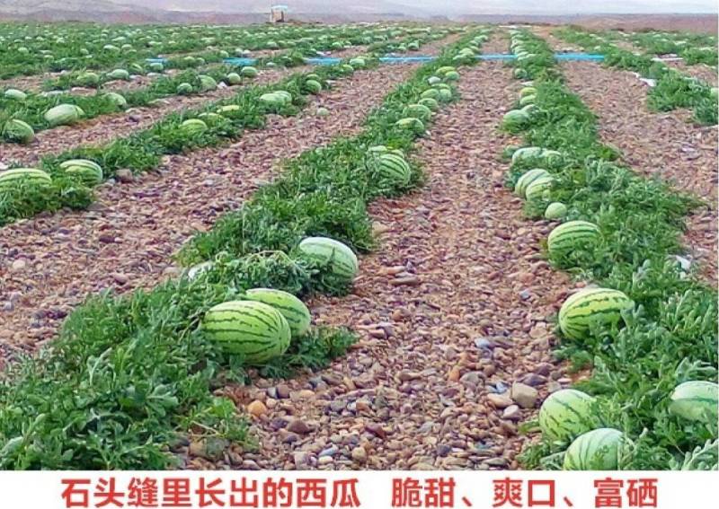 硒砂西瓜种子大果大红瓤超金城五号宁夏沙漠大西瓜石头瓜种子