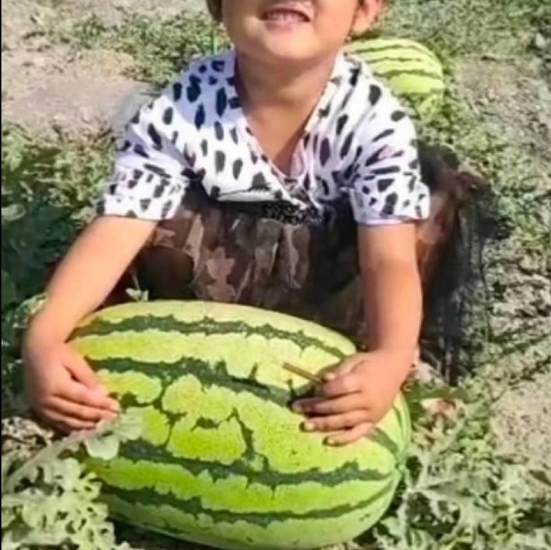 硒砂西瓜种子大果大红瓤超金城五号宁夏沙漠大西瓜石头瓜种子
