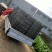 新鲜鹌鹑蛋
