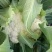 白面青梗紧花、基地直供～价格合理～货源充足