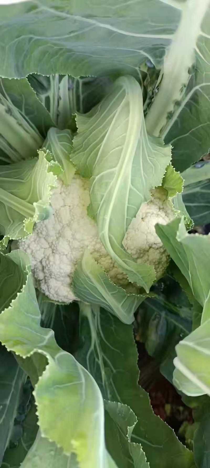 白面青梗紧花、基地直供～价格合理～货源充足