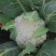 白面青梗紧花、基地直供～价格合理～货源充足