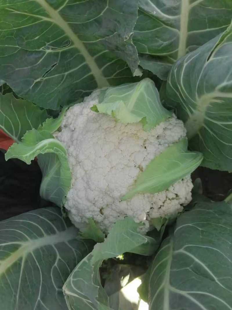 白面青梗紧花、基地直供～价格合理～货源充足