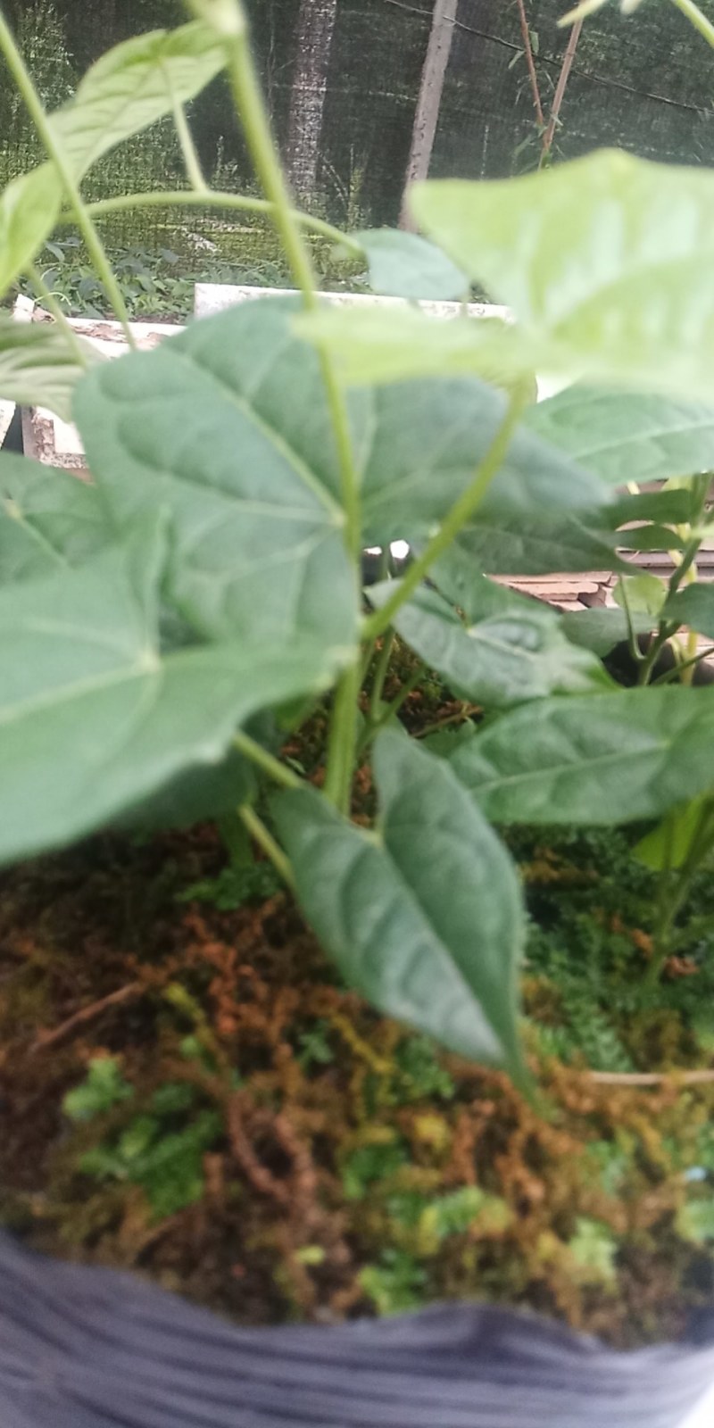 金果榄苗