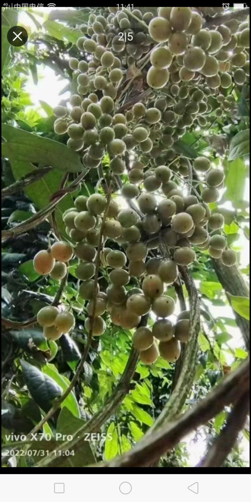 金果榄苗