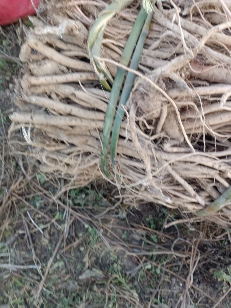 川牛膝需要的联系鲜活