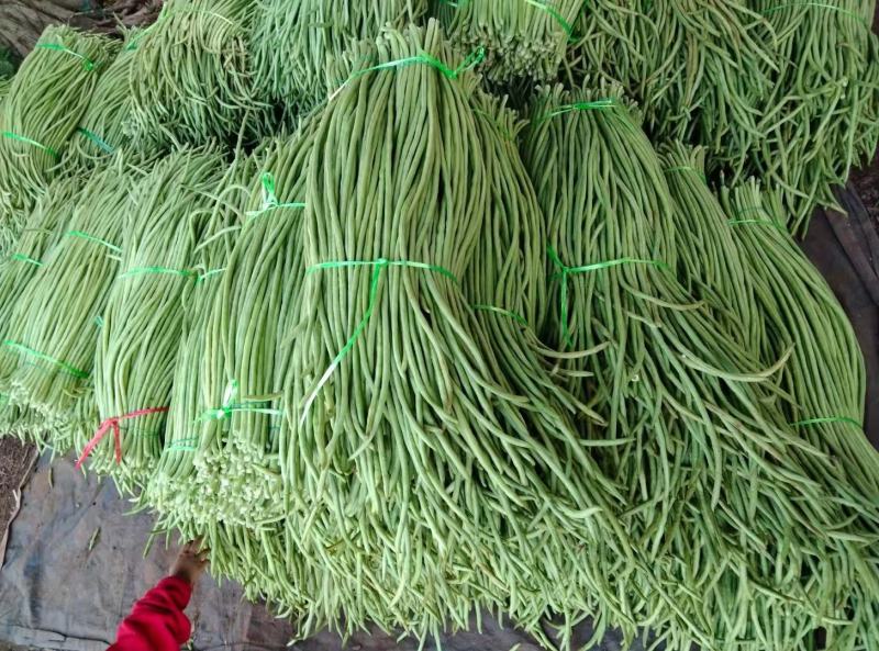广东精品豆角，一手货源，品质保证。欢迎联系。