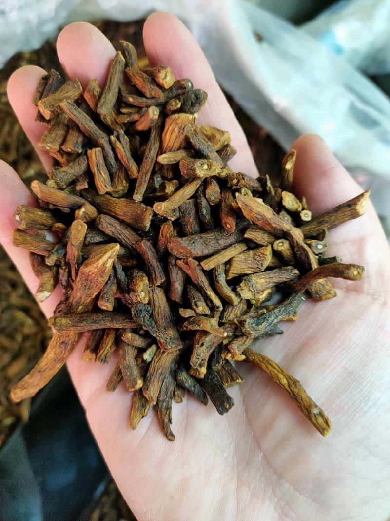 公英根新货熟茶婆婆丁蒲公英根茶一件代发批发价格