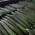 广东徐闻精品黄瓜。大量一手货源。品质保证。全国发货。