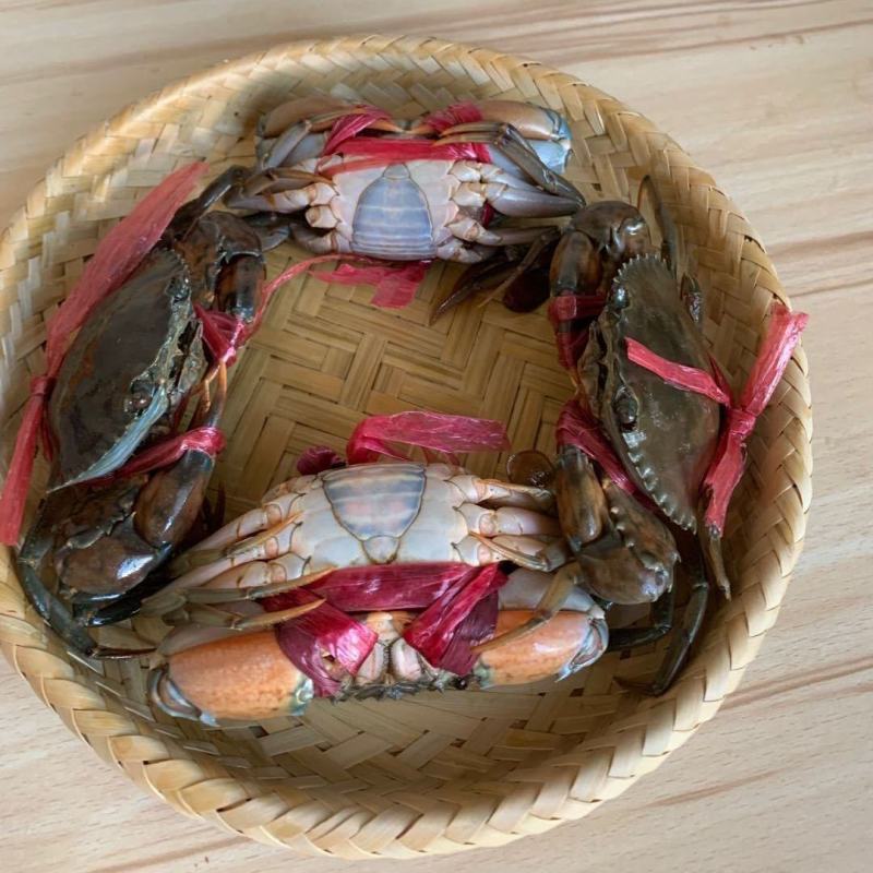 肉蟹膏蟹缅甸蟹铁蟹螃蟹孟加拉蟹印度蟹青蟹