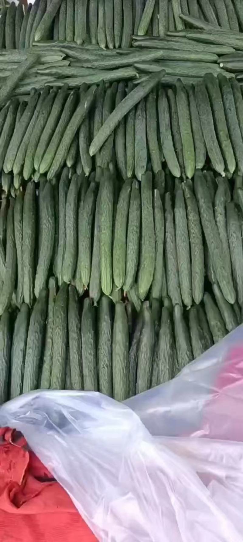 广东徐闻精品黄瓜。大量一手货源。品质保证。全国发货。