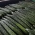 广东徐闻精品黄瓜。大量一手货源。品质保证。全国发货。