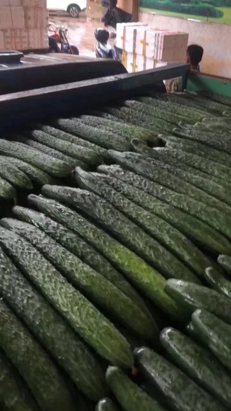 广东徐闻精品黄瓜。大量一手货源。品质保证。全国发货。