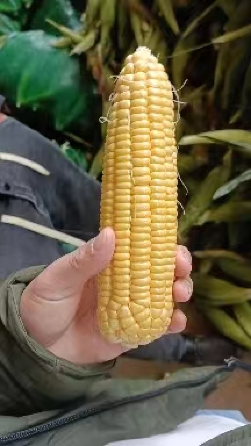 广东精品甜玉米，双色玉米，大量一手货源，品质保证