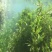 菹草石芽虾蟹养殖专用耐低温水草种子净化水质麦黄草种籽麦黄