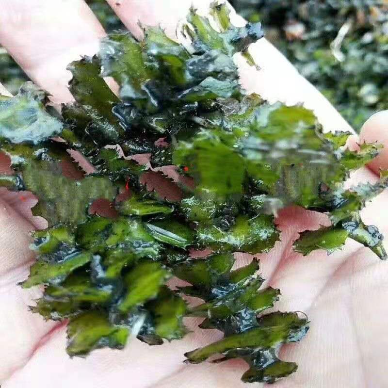 菹草石芽虾蟹养殖专用耐低温水草种子净化水质麦黄草种籽麦黄