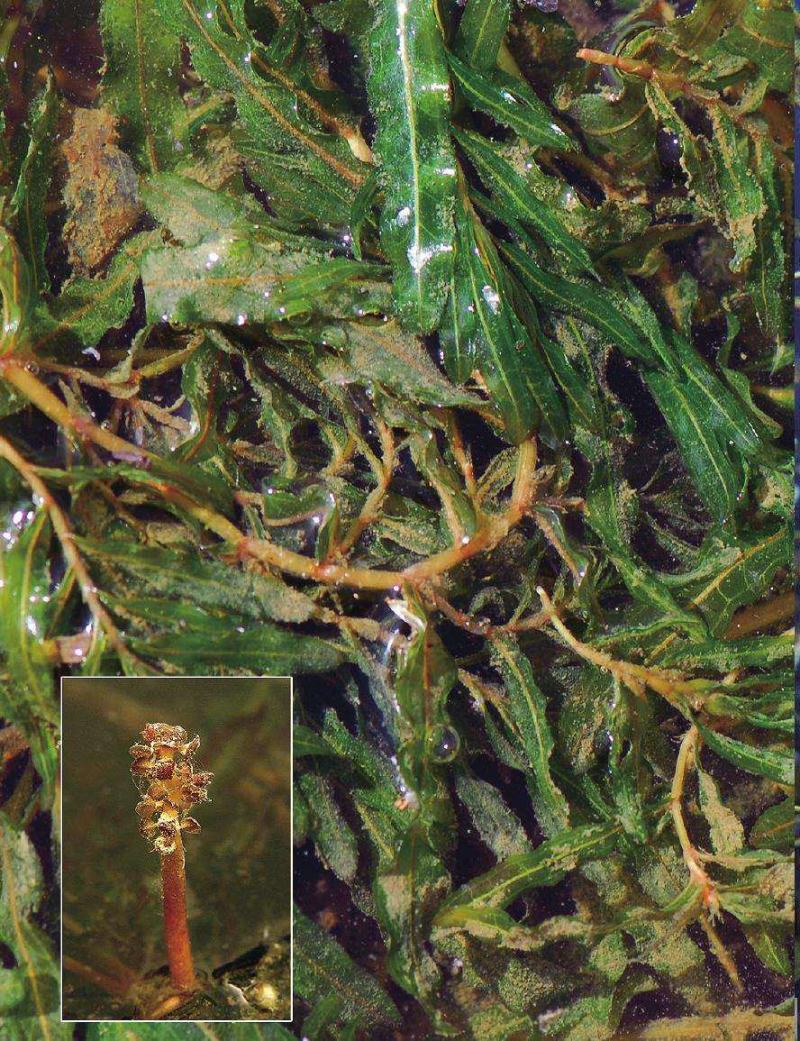 菹草石芽虾蟹养殖专用耐低温水草种子净化水质麦黄草种籽麦黄