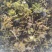 菹草石芽虾蟹养殖专用耐低温水草种子净化水质麦黄草种籽麦黄